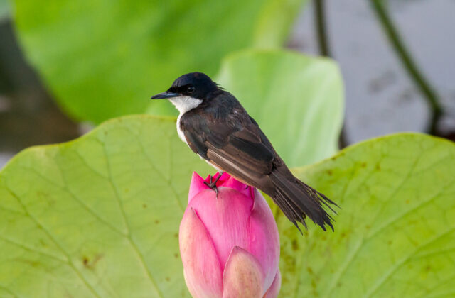 Paperbark Flycatcher