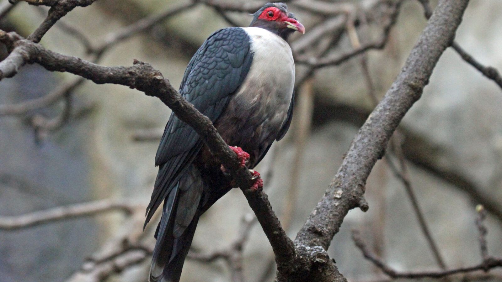Papuan Mountain Pigeon