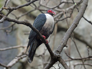 Papuan Mountain Pigeon