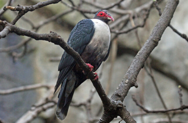 Papuan Mountain Pigeon