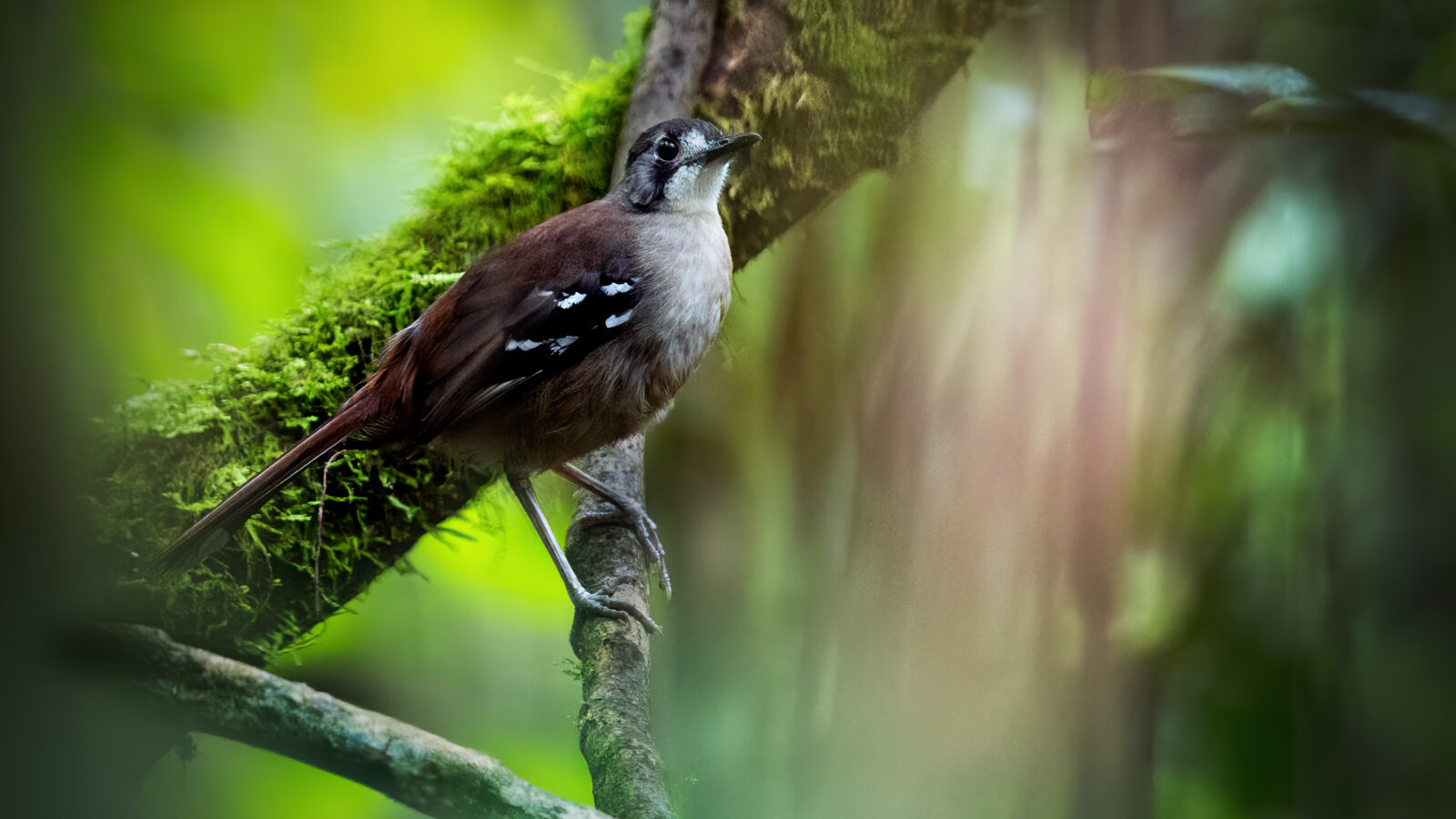 Papuan Scrub Robin