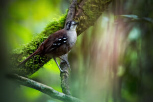 Papuan Scrub Robin