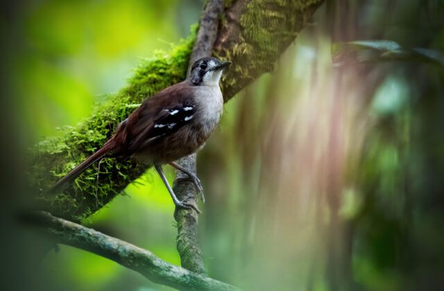 Papuan Scrub Robin