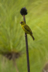 Papyrus Canary