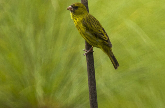 Papyrus Canary
