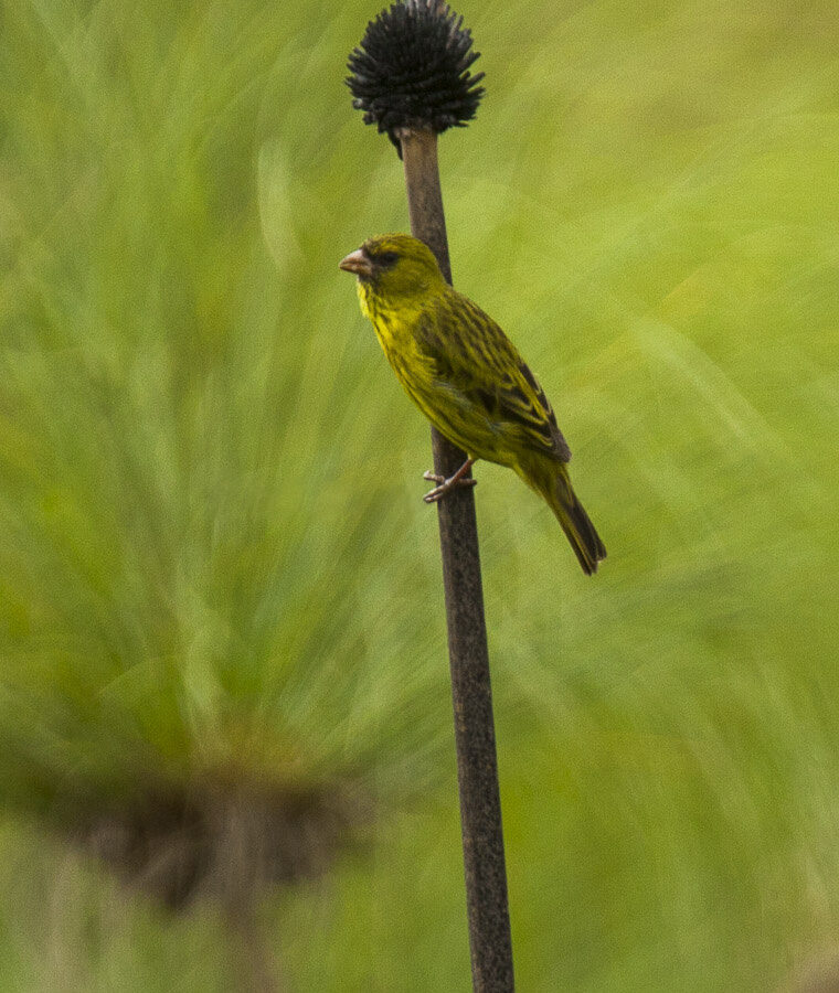 Papyrus Canary