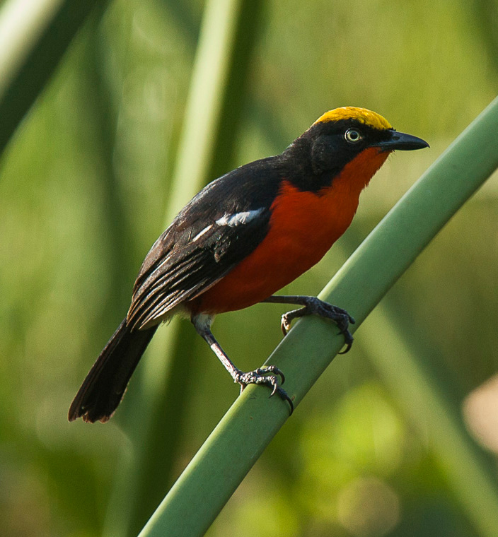 Papyrus Gonolek
