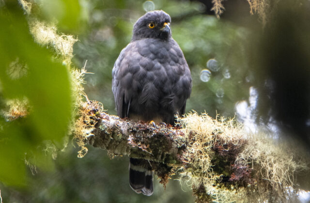 White-rumped Hawk