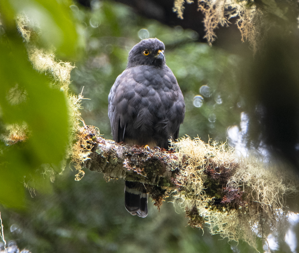 White-rumped Hawk