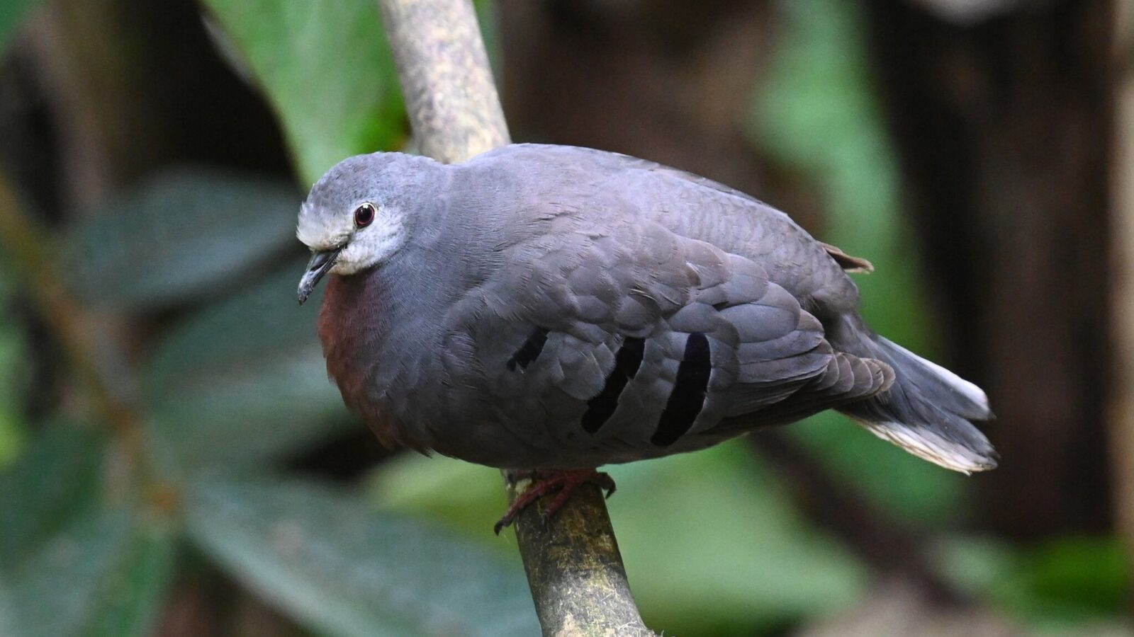 Maroon-chested Ground Dove