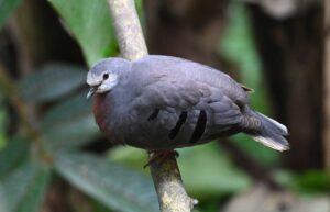 Maroon-chested Ground Dove