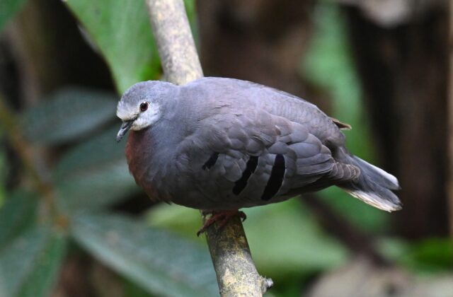 Maroon-chested Ground Dove