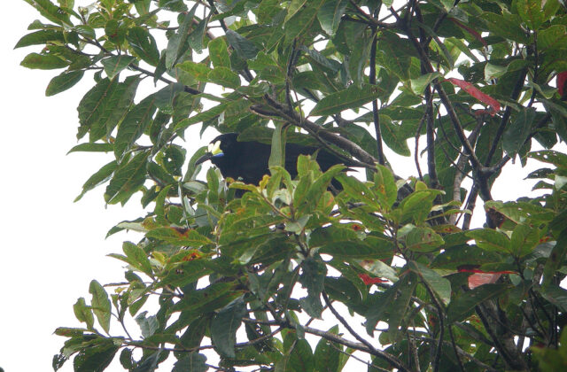 Short-tailed Paradigalla