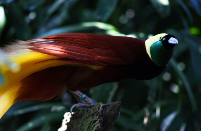Greater Bird-of-paradise
