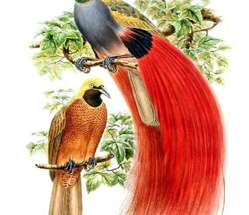 Goldie’s Bird-of-paradise