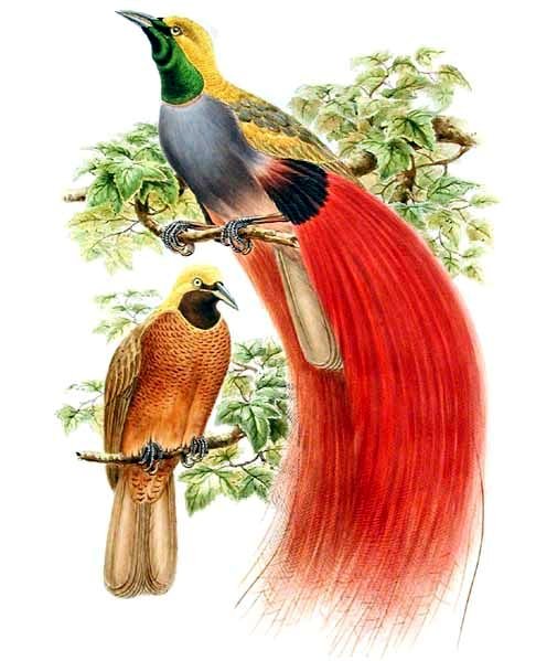 Goldie’s Bird-of-paradise