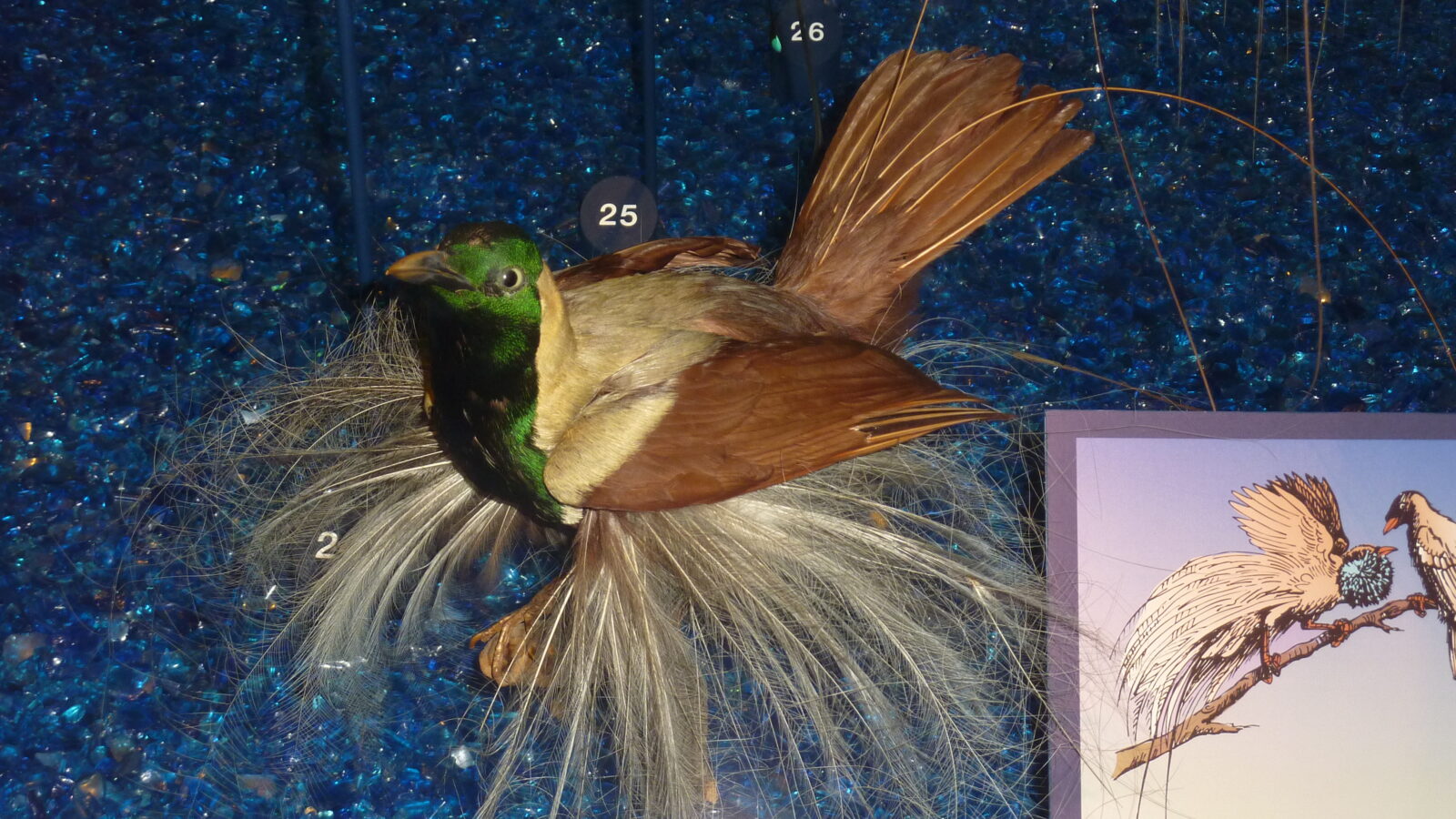 Emperor Bird-of-paradise
