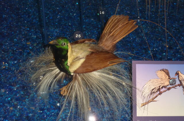 Emperor Bird-of-paradise