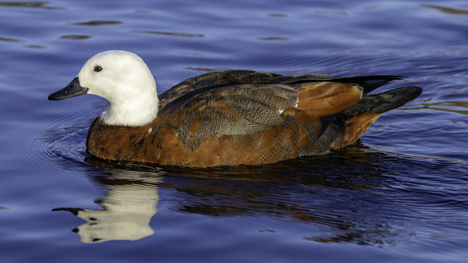 Paradise Shelduck