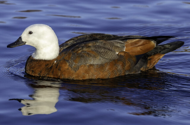 Paradise Shelduck