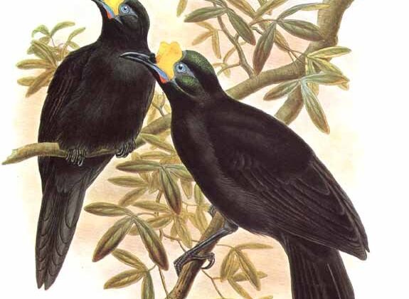 Long-tailed Paradigalla