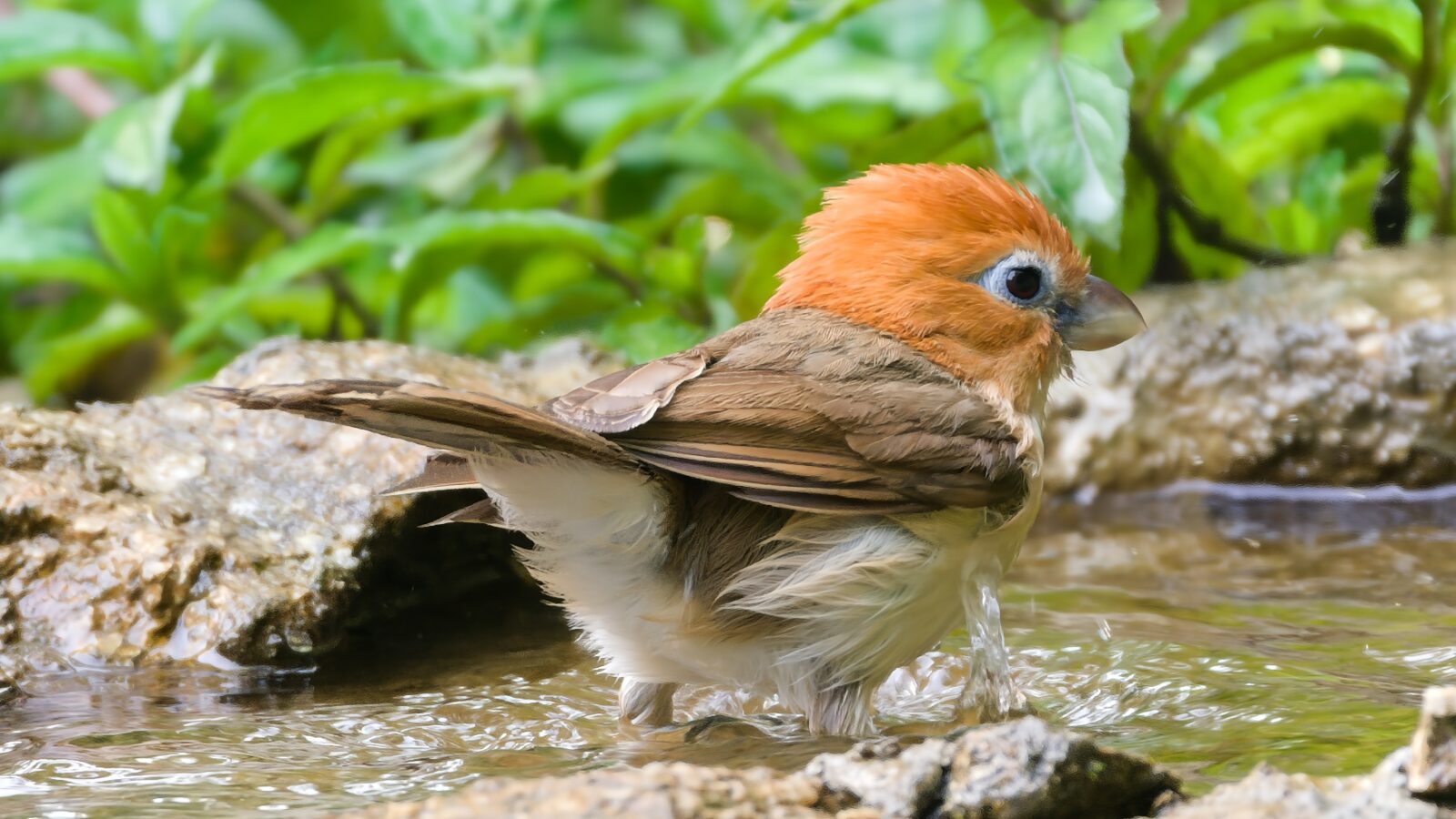 Rufous-headed Parrotbill
