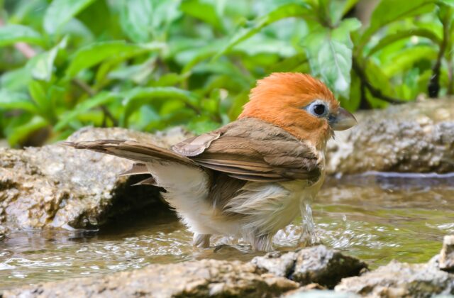 Rufous-headed Parrotbill