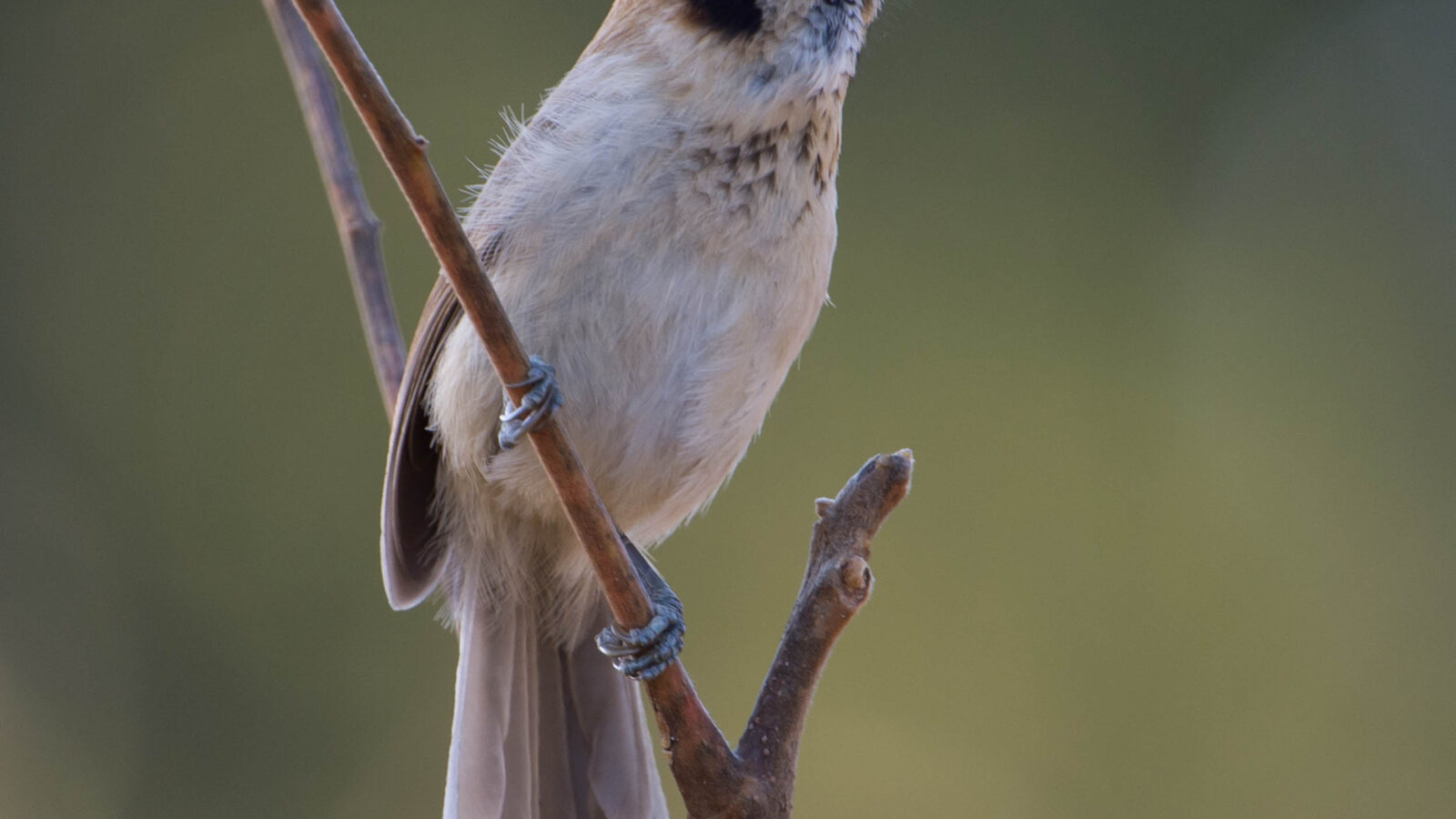 Spot-breasted Parrotbill