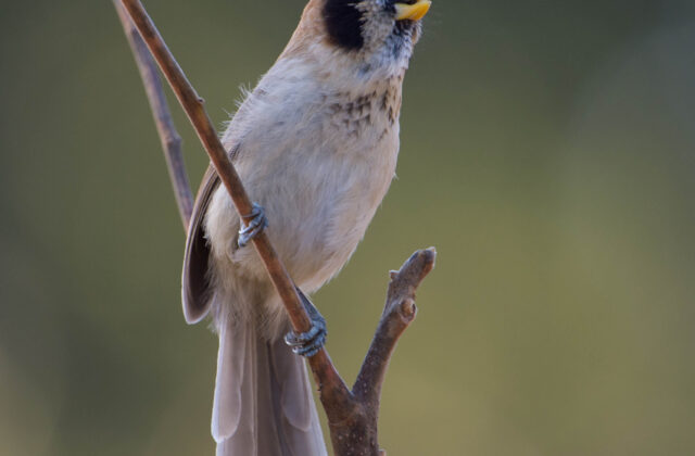 Spot-breasted Parrotbill