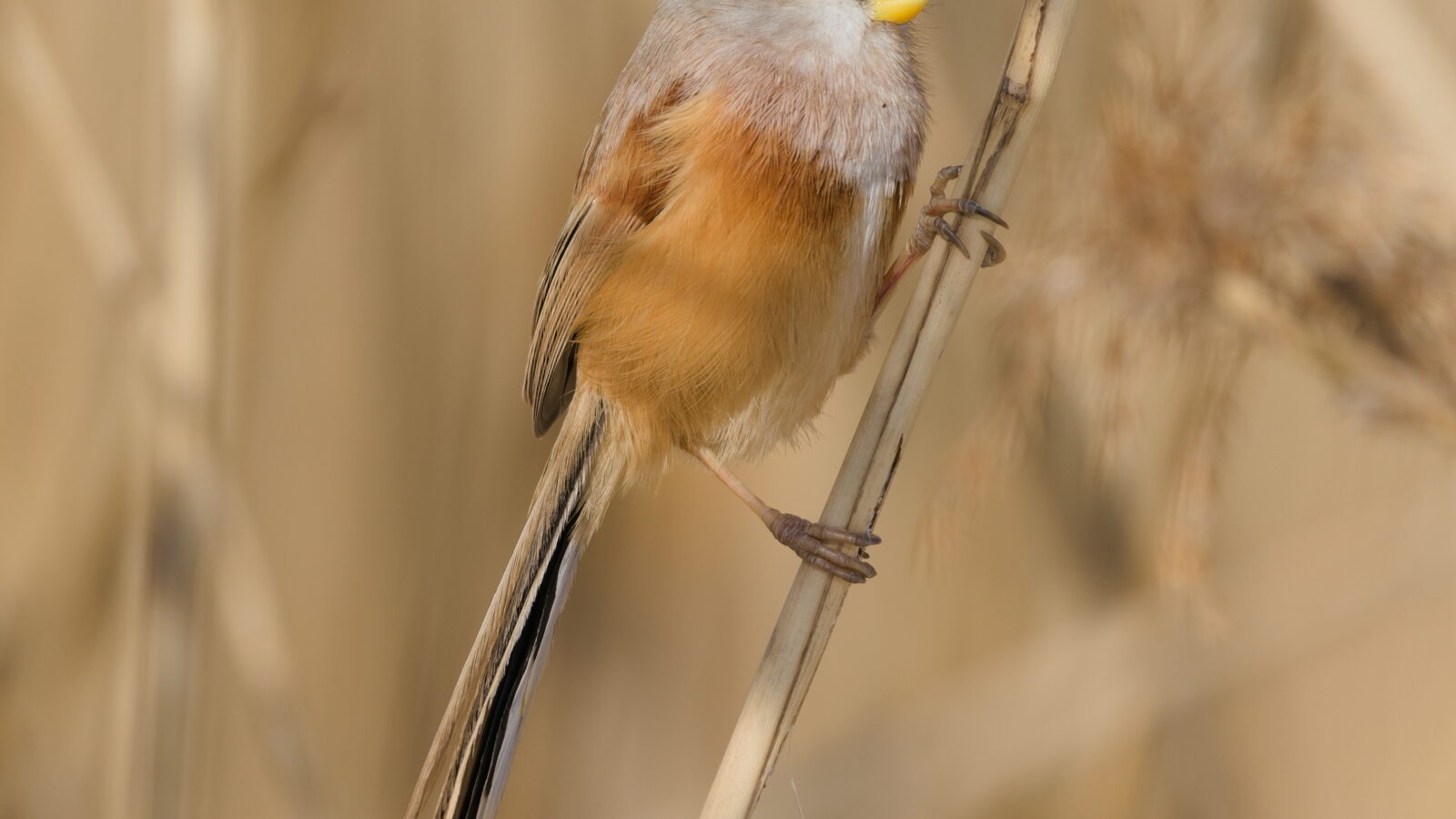 Reed Parrotbill
