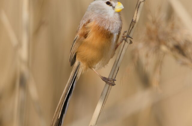 Reed Parrotbill