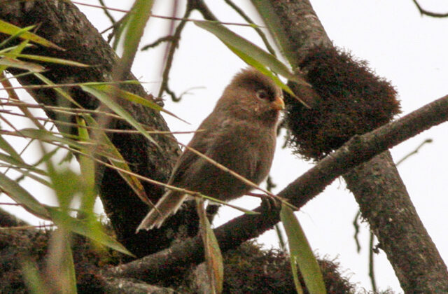 Three-toed Parrotbill