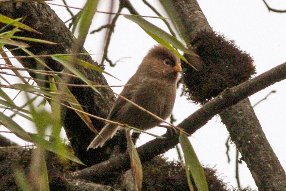 Three-toed Parrotbill