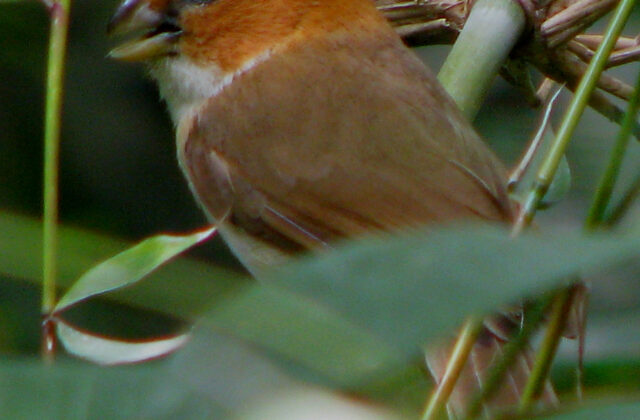 White-breasted Parrotbill