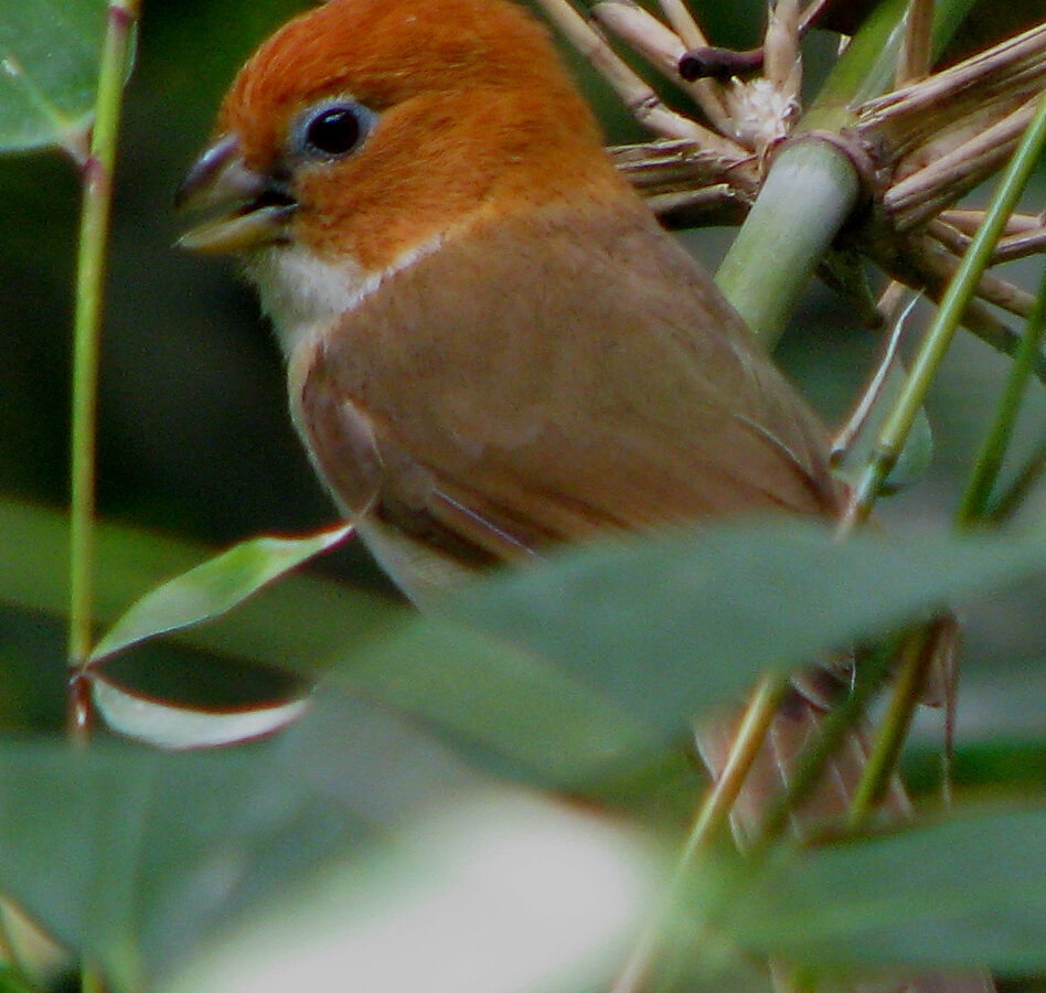 White-breasted Parrotbill