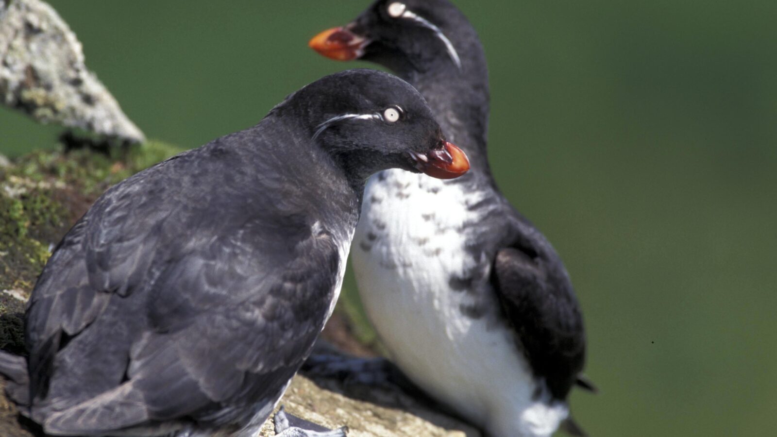 Parakeet Auklet