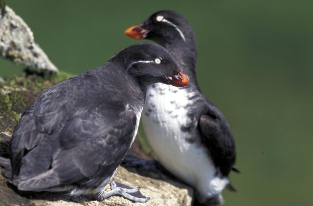 Parakeet Auklet