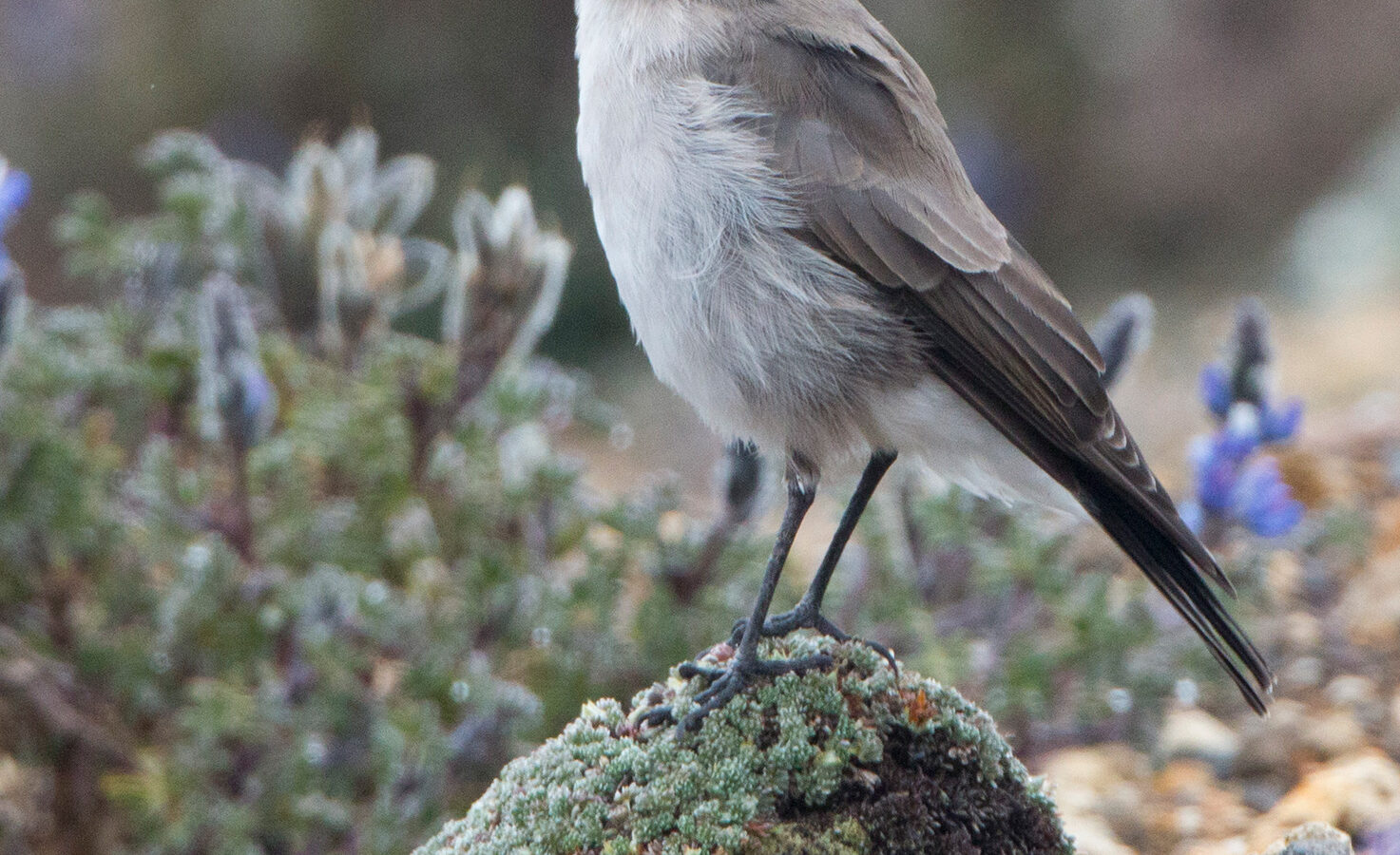 Paramo Ground Tyrant