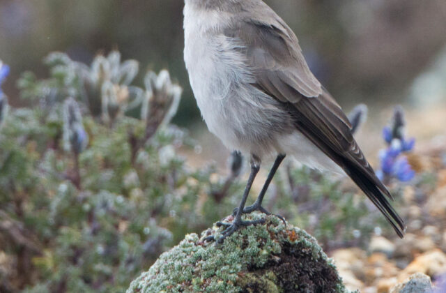 Paramo Ground Tyrant