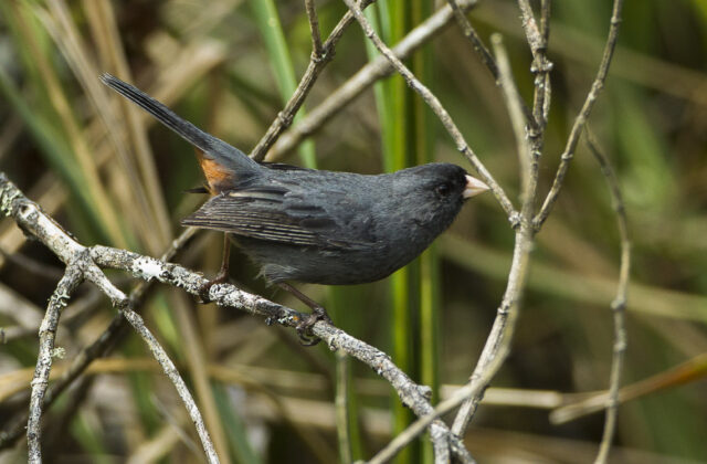 Paramo Seedeater