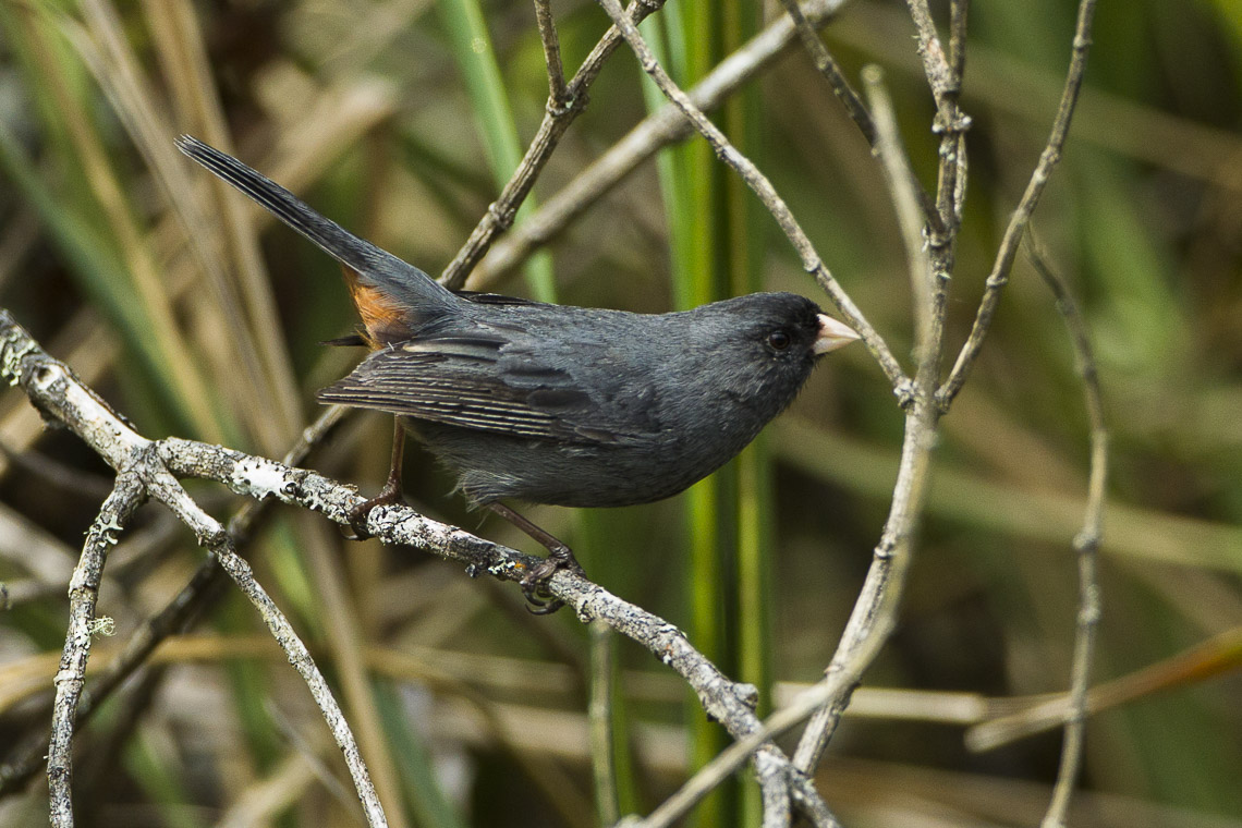 Paramo Seedeater