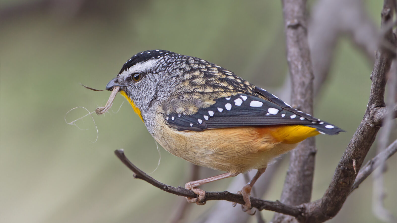Spotted Pardalote