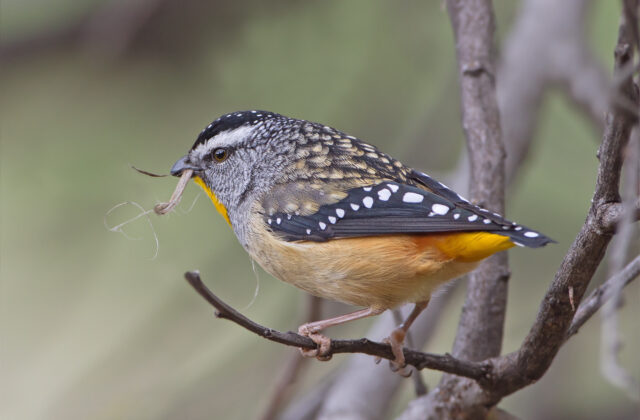 Spotted Pardalote