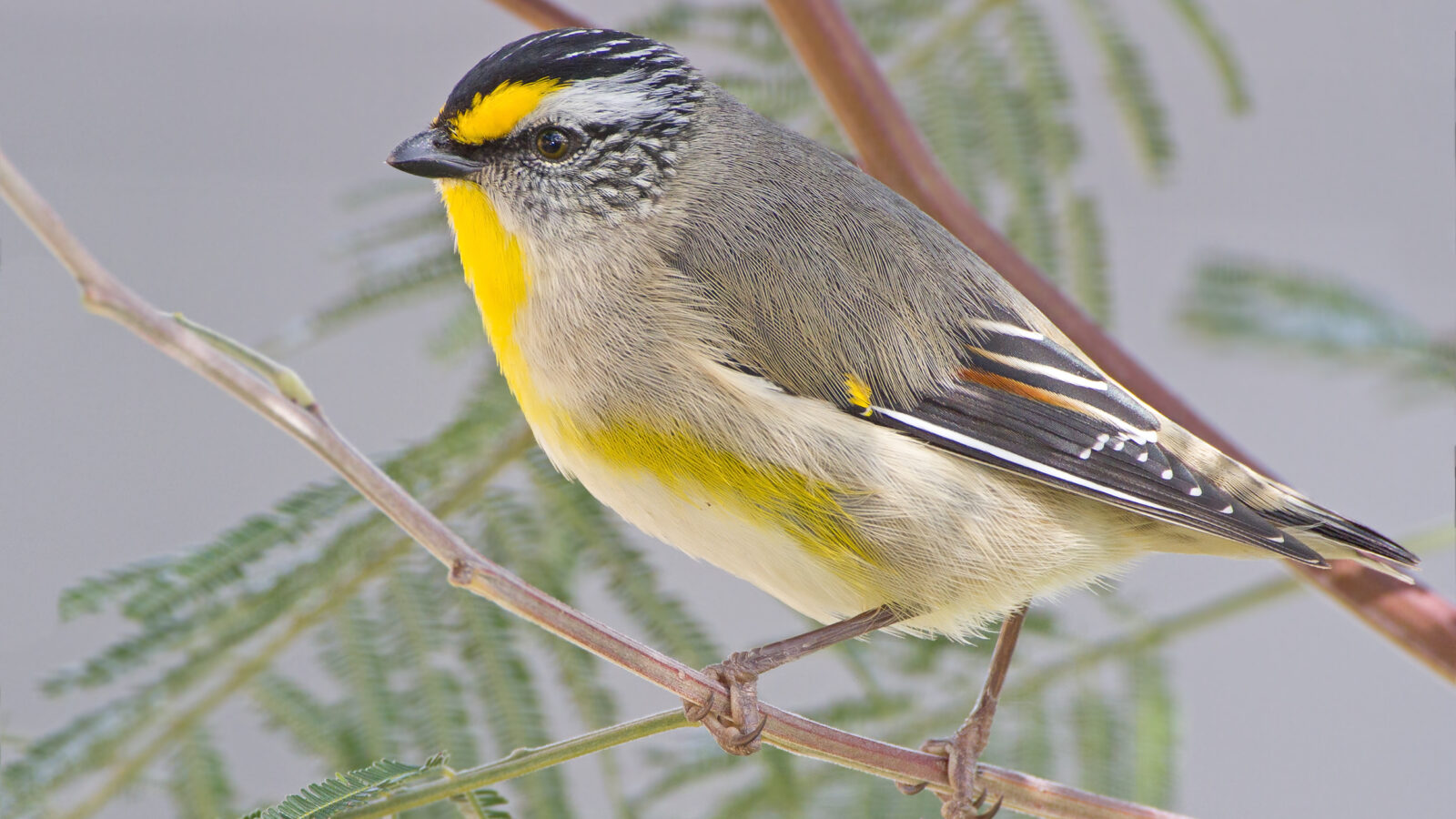 Striated Pardalote