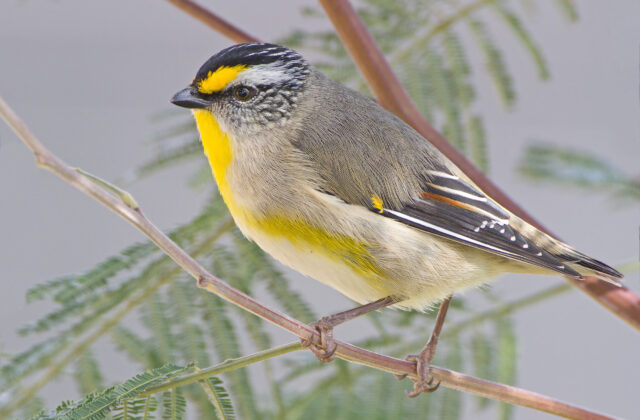 Striated Pardalote