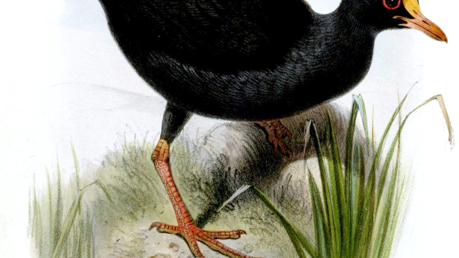 Samoan Woodhen
