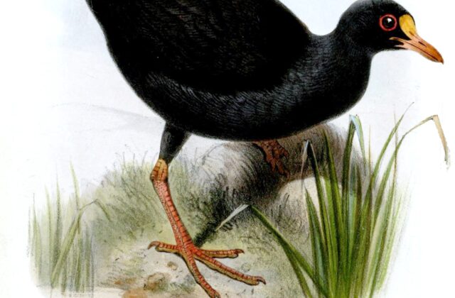 Samoan Woodhen