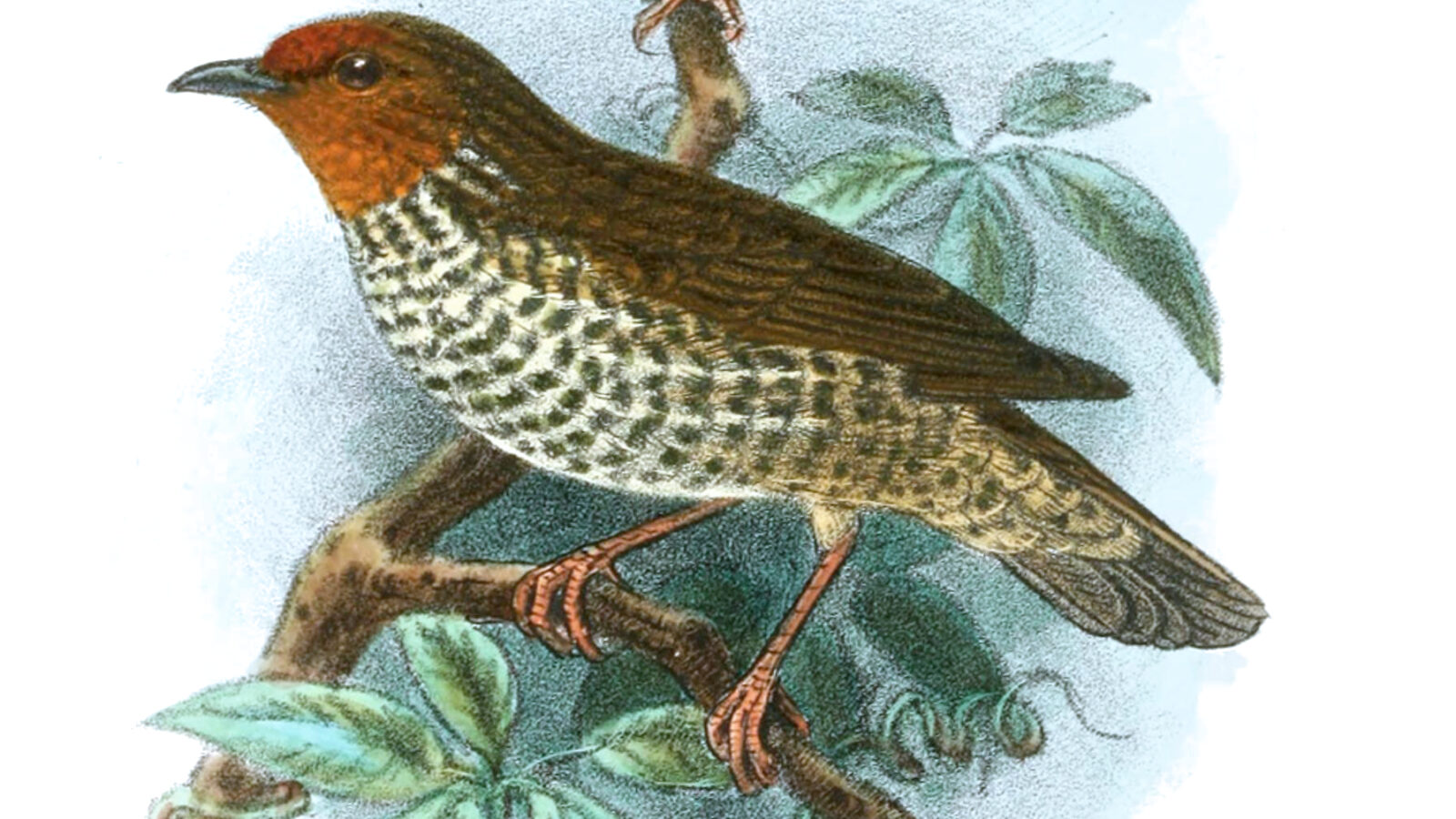 Woodhouse’s Antpecker