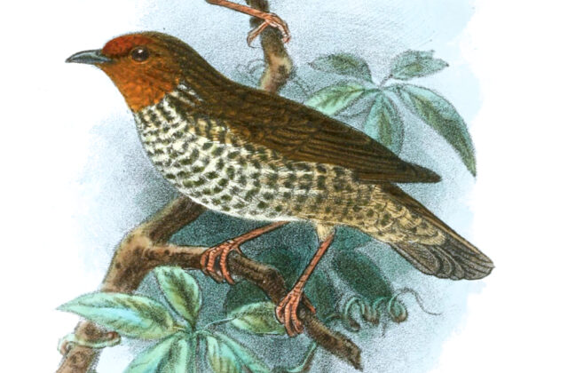 Woodhouse’s Antpecker