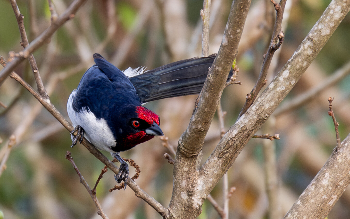 Crimson-fronted Cardinal